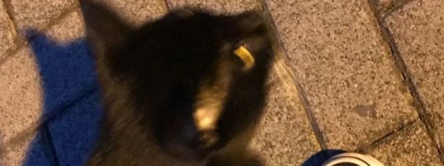 夜凪さんの壁紙画像