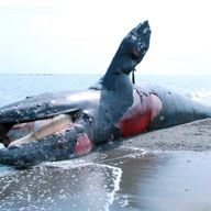 深海、鯨？さんのアイコン画像