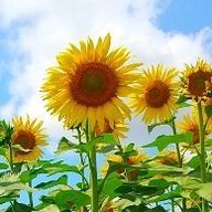 みぃさんのアイコン画像