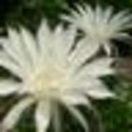 いちまる　　　＊💚＊　　🕊️📗さんのアイコン画像