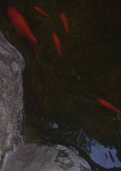 白い鈴蘭。若草の藤。飴色の楓。炎空の楪。