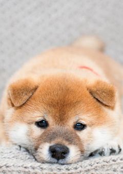 不思議な犬、拾いました