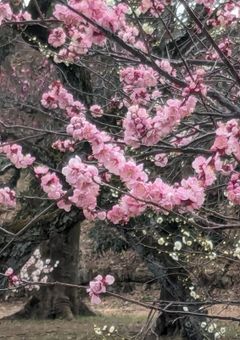 いろは　🖤🌸🐧の日記！