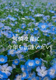 ネモフィラ 【番外編】