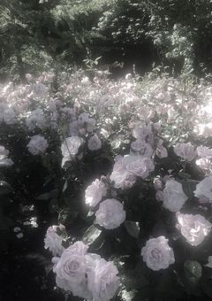 新 人  ラ イ バ ー　⌒　文 面 と の ギ ャ ッ プ が 凄 い ら し い