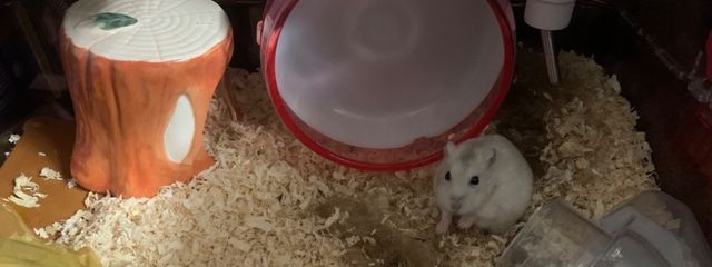 きなこさんの壁紙画像