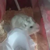 きなこさんのアイコン画像