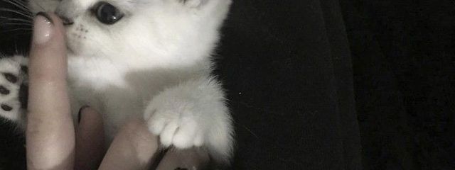 たんじぇろさんの壁紙画像