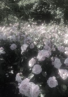 儚い君に恋をした