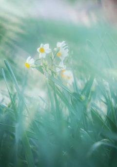 レミリアとフランの姉は…