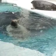 どるふさんのアイコン画像