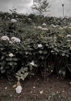 狭い狭い、幻想郷の青空の下で。