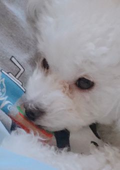 すとぷり内での恋愛