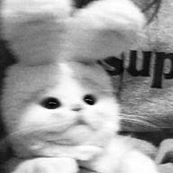 ⟡.·さんのアイコン画像