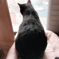 °＊Nijina＊°さんのアイコン画像