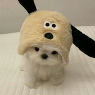 いぬぬ🐶🚙さんのアイコン画像