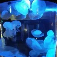 Kana Izumiさんのアイコン画像