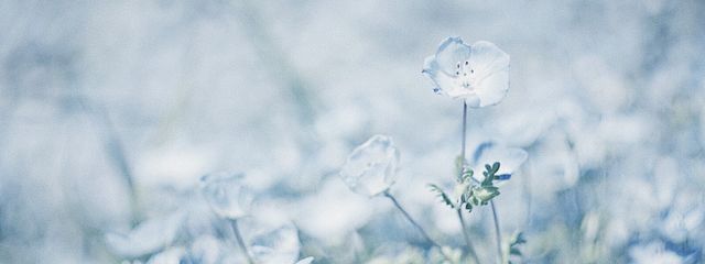 *ゆきみさんの壁紙画像