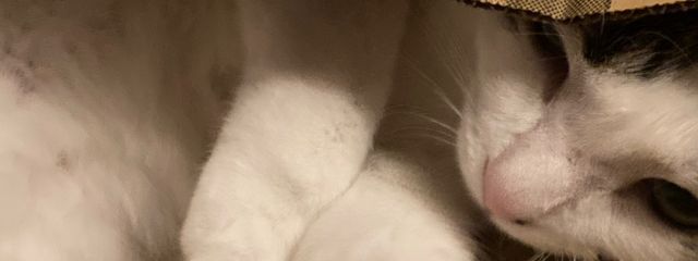 青薔薇さんの壁紙画像