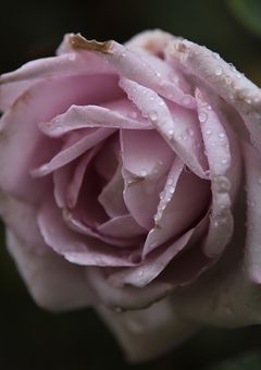 アムネシアの眠り