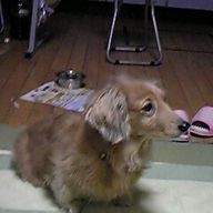 springさんのアイコン画像