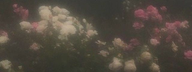 りんさんの壁紙画像