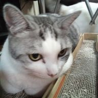 utannooooooooさんのアイコン画像