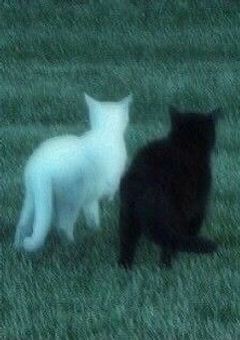 君はなんだか猫みたい。