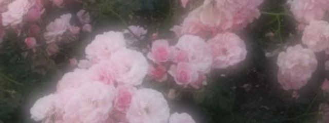 momokaさんの壁紙画像