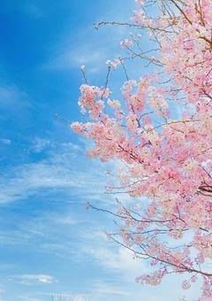 春千夜嫌われ(苦)