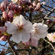 美颯乃さんのアイコン画像