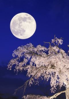 源氏物語×鬼滅の刃