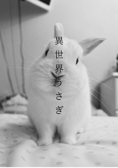 異世界うさぎ