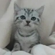 あんなさんのアイコン画像