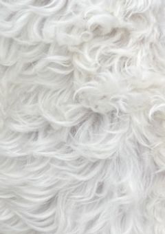 五条妹がブルーロックに護衛任務?!