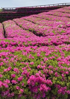 まりふぁむくらぶっ!