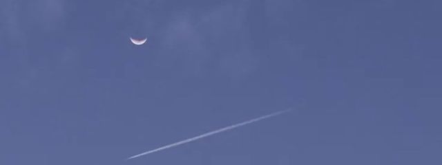 豚の角煮さんの壁紙画像