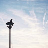 音緒 (ねお)さんのアイコン画像