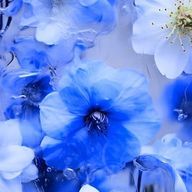 新音 ₙₑₒさんのアイコン画像