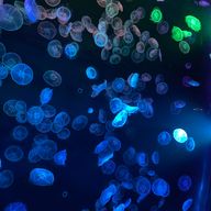 星月さんのアイコン画像