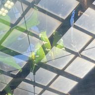 蛇先輩さんのアイコン画像