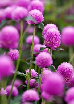 千日紅の記憶、消えゆく貴方