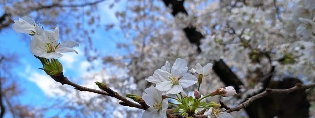 Rinkaさんの壁紙画像