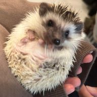 히나🦔❤️ᩚさんのアイコン画像