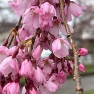 kuu3@📚読み専門さんのアイコン画像