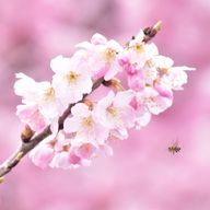 桜子さんのアイコン画像