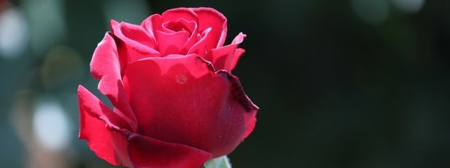 てぃあさんの壁紙画像