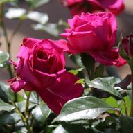 てぃあさんのアイコン画像