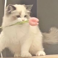 　るいな　さんのアイコン画像