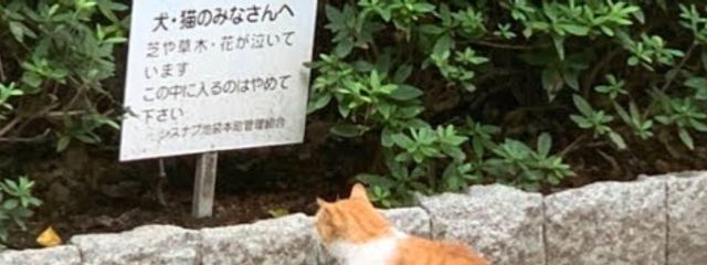 ノンアルワイン🍷🐕さんの壁紙画像